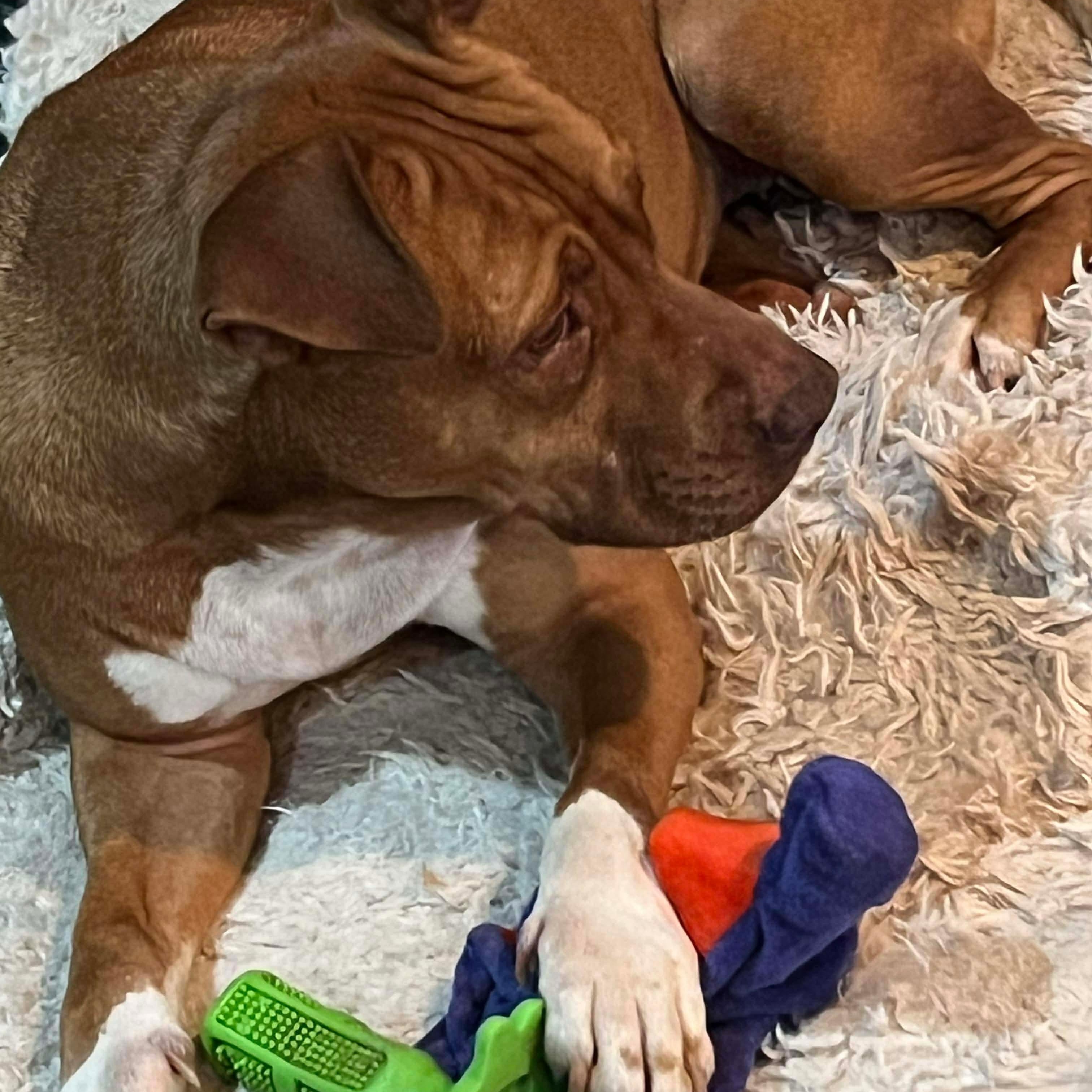 Enlarge Ginger, a Adoptable Mixed Breed in Racine, WI image 6/6