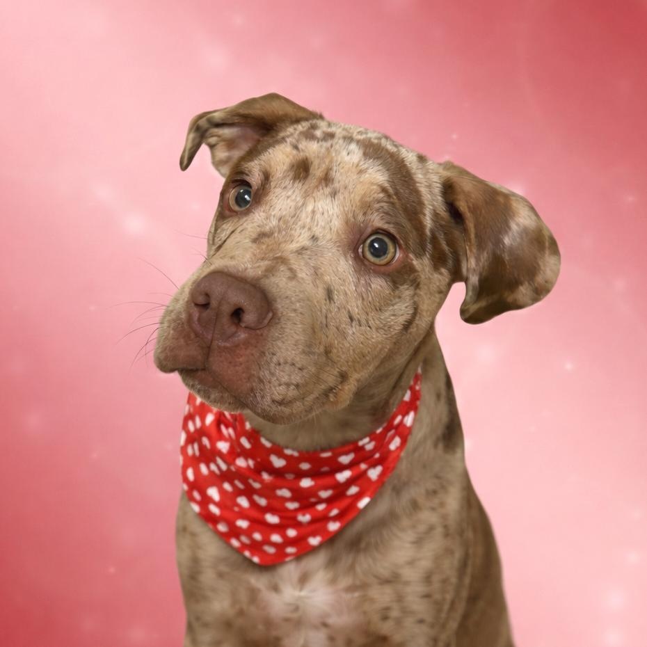 Enlarge Gracie, an adopted mixed breed in Helena, AL image 4/4