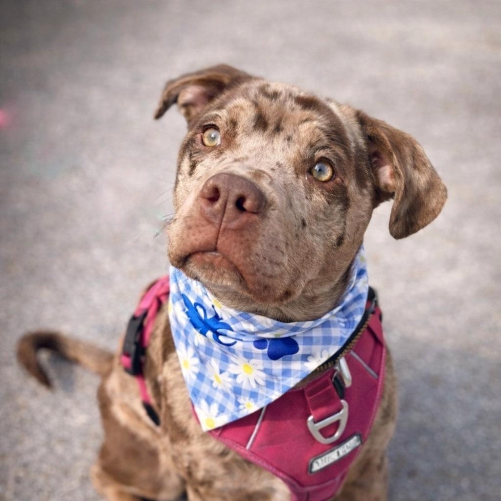 Gracie, adopted, Puppy Female Pit Bull Terrier & American Staffordshire Terrier.