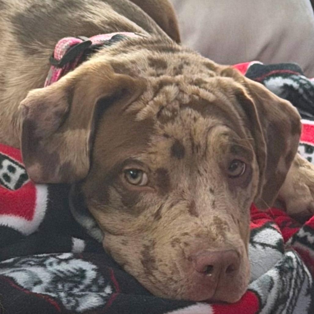 Enlarge Gracie, an adopted mixed breed in Helena, AL image 3/4