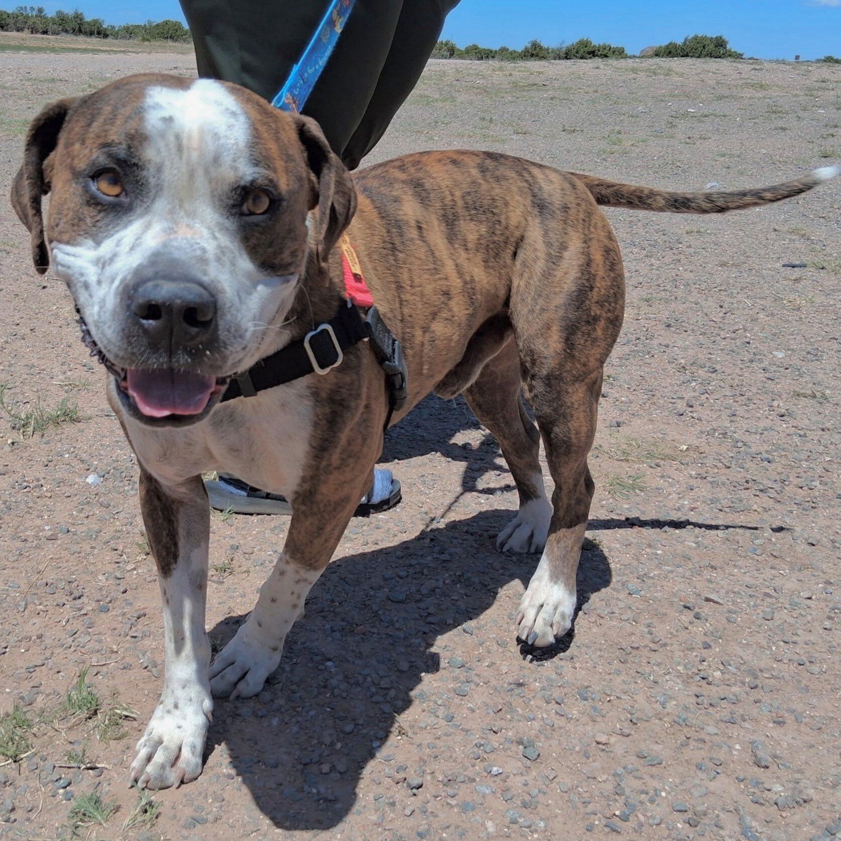 Bruce, an adoptable Staffordshire Bull Terrier in Mountainair, NM, 87036 | Photo Image 1