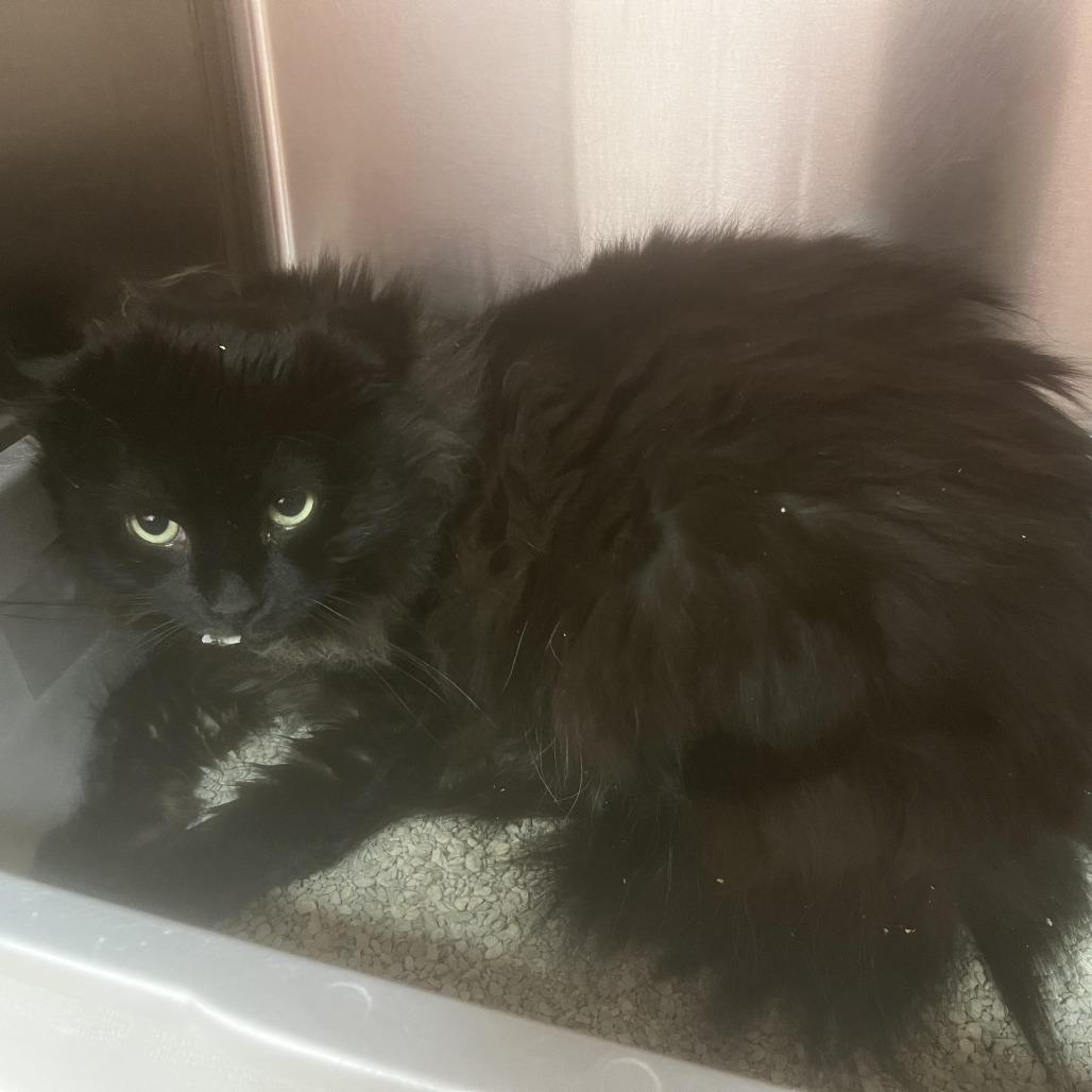 Enlarge Romeo, a Adoptable Domestic Long Hair in Burlington, ON image 1/1