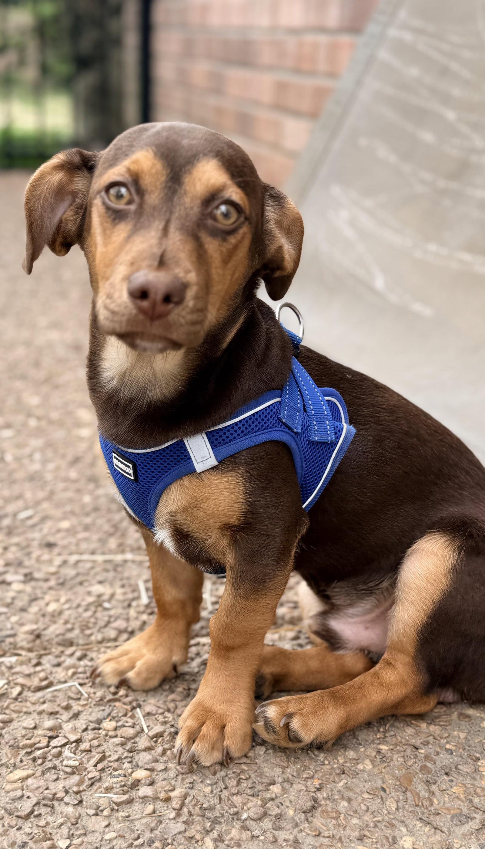 PUPPY SAMMY BOY, Adopted, Young Female Dachshund.