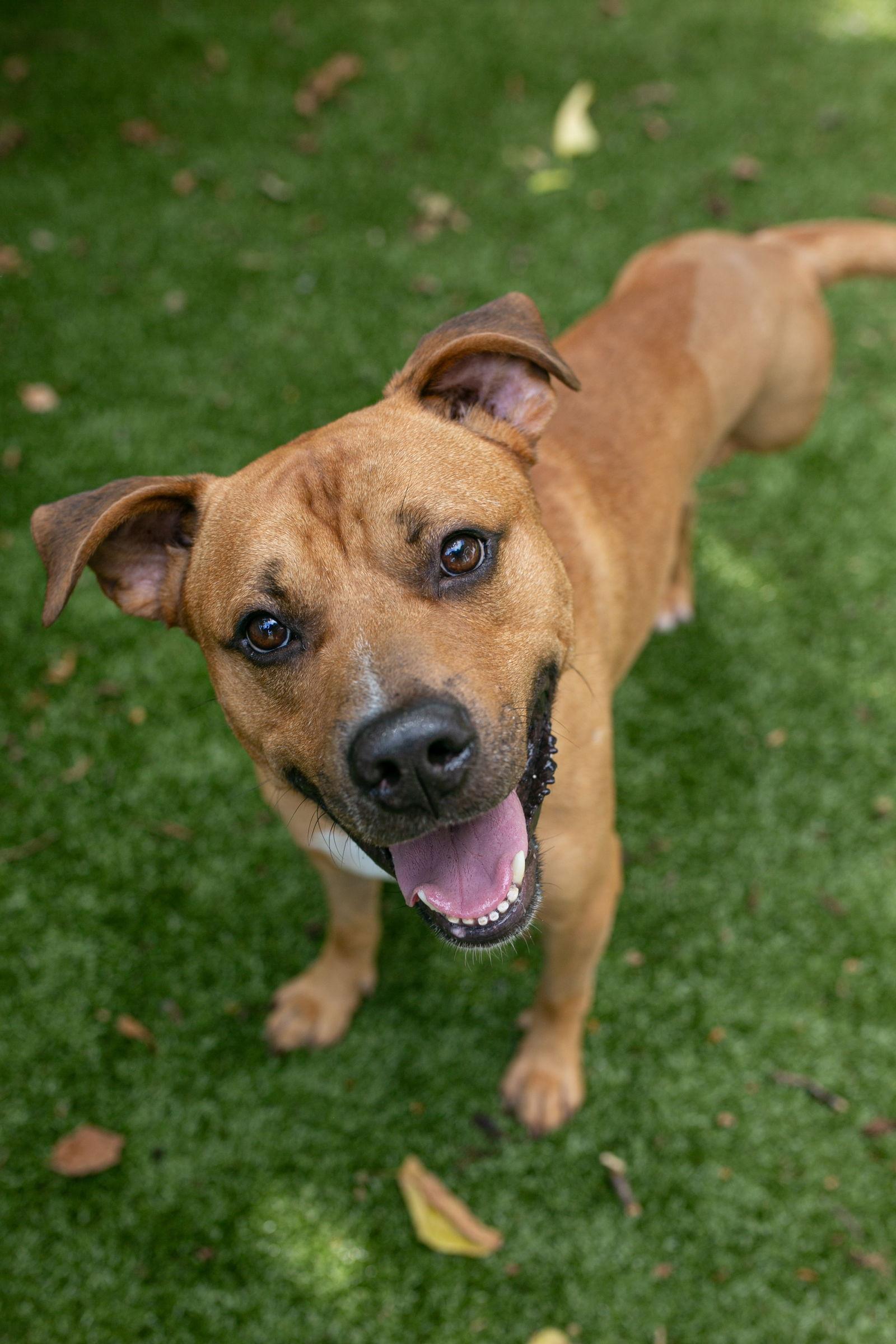 Enlarge Tyke, a Adoptable mixed breed in Nashville, TN image 1/3
