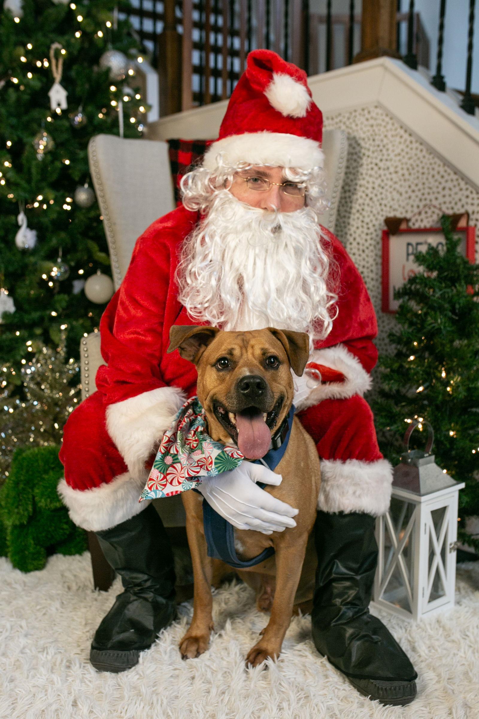 Enlarge Tyke, a Adoptable mixed breed in Nashville, TN image 2/3