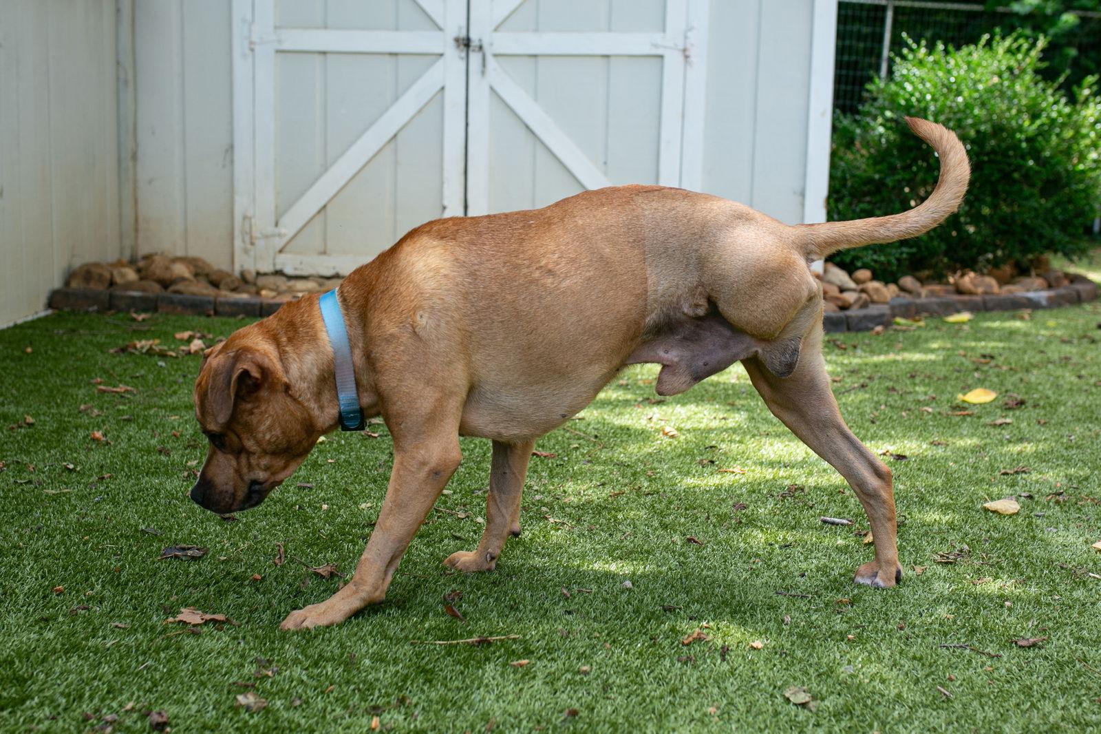 Enlarge Tyke, a Adoptable mixed breed in Nashville, TN image 2/3