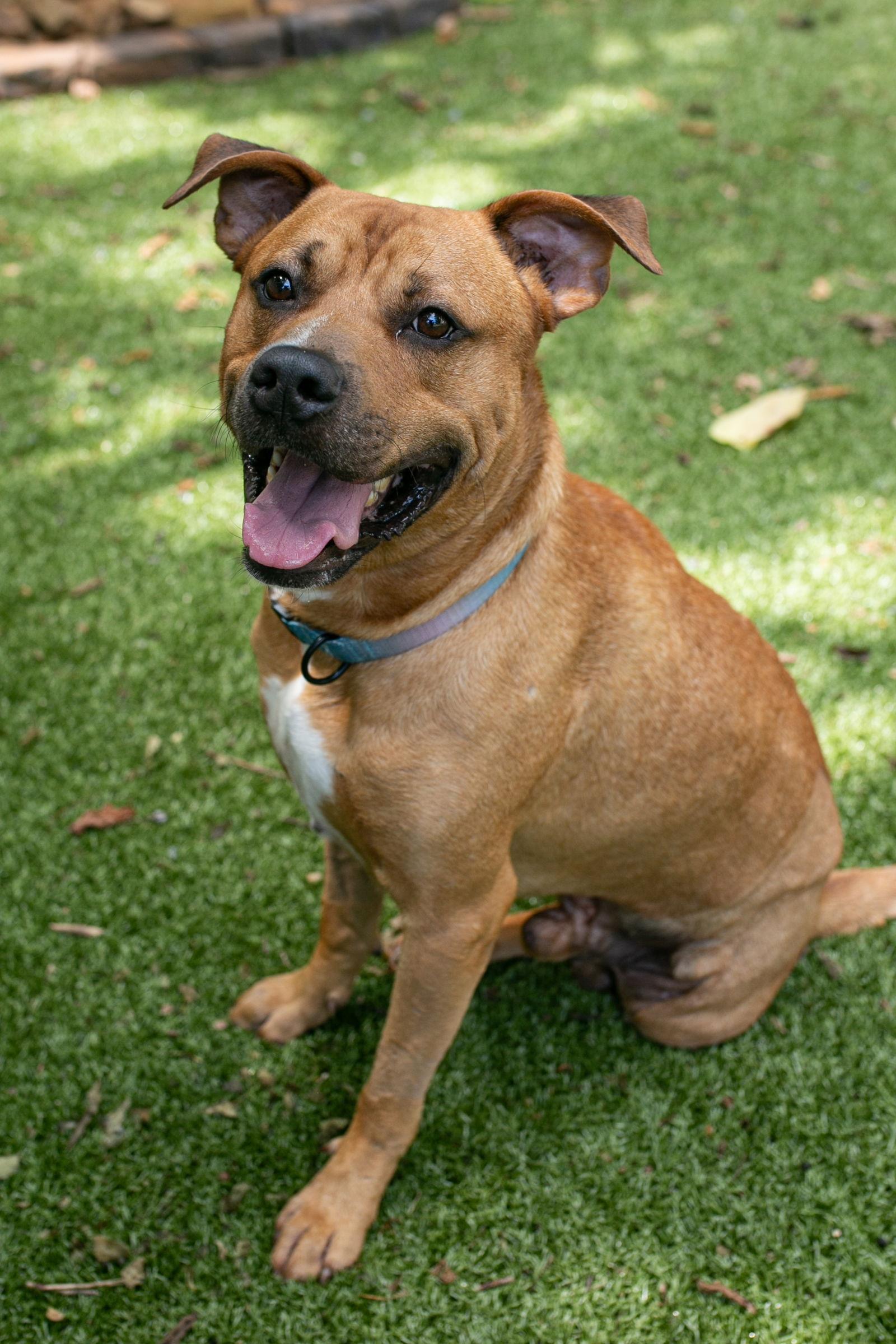 Enlarge Tyke, a Adoptable mixed breed in Nashville, TN image 3/3