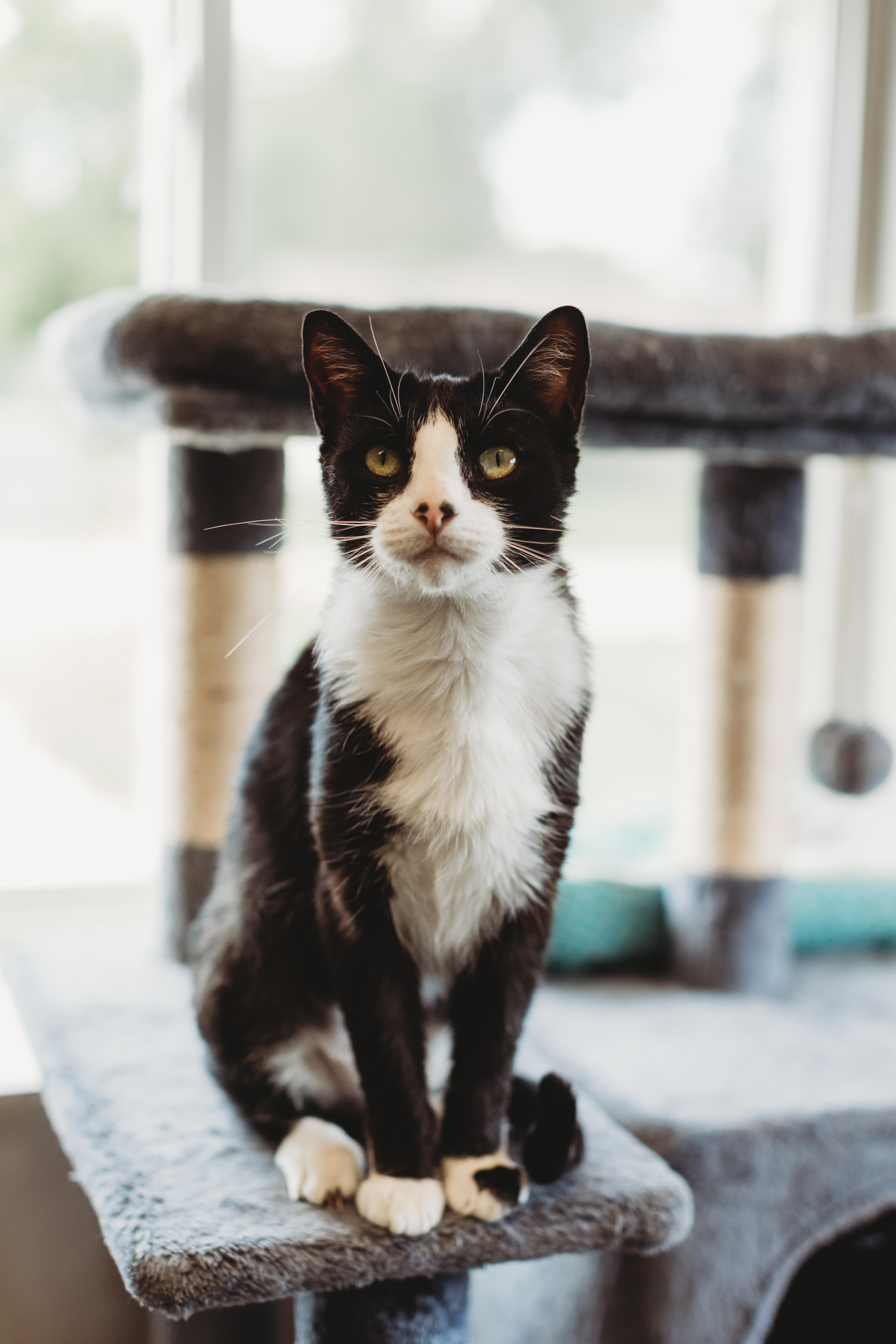 Enlarge Kit, an adoptable Tuxedo in Seward, NE image 2/3