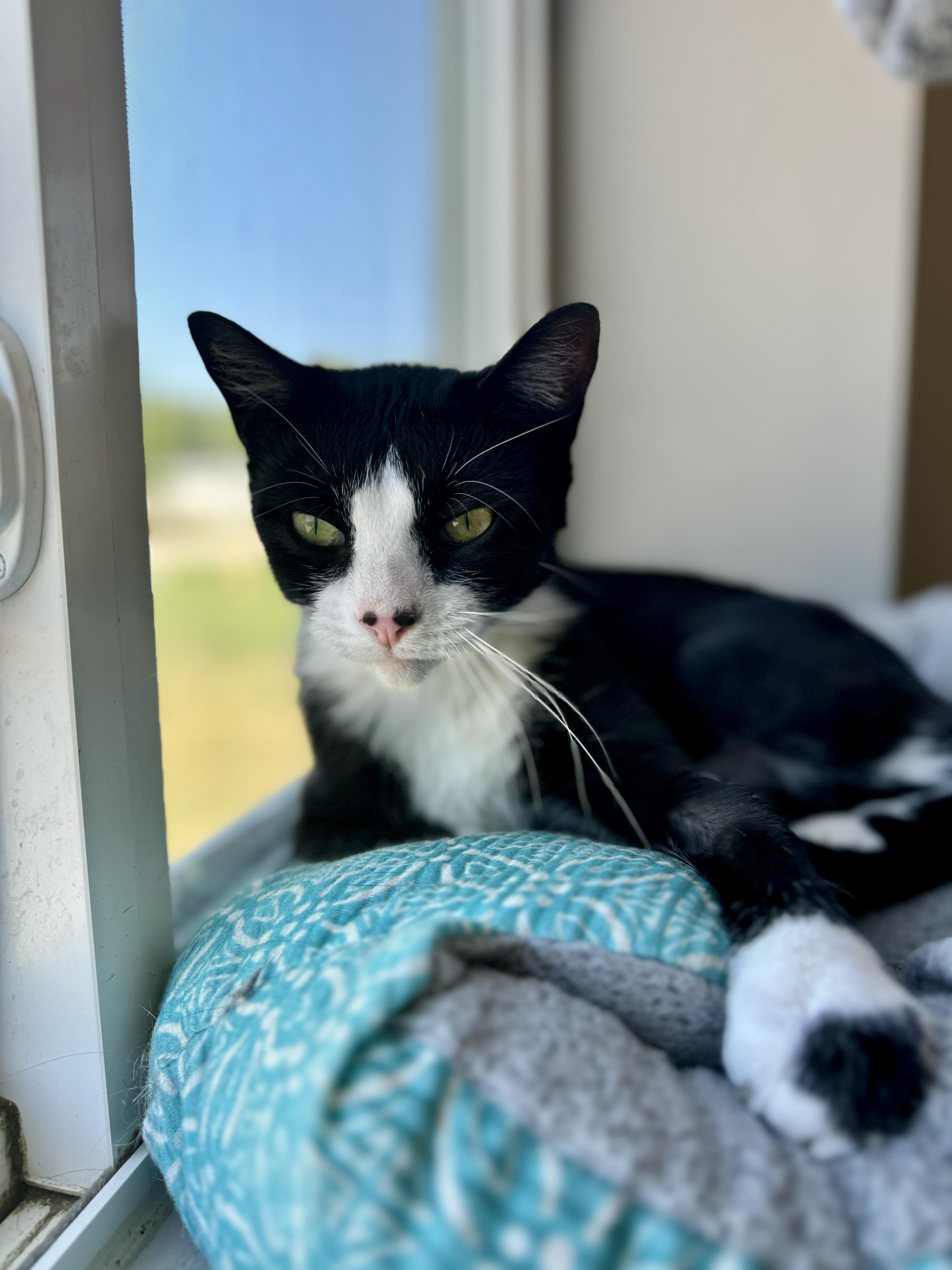 Enlarge Kit, an adoptable Tuxedo in Seward, NE image 3/3