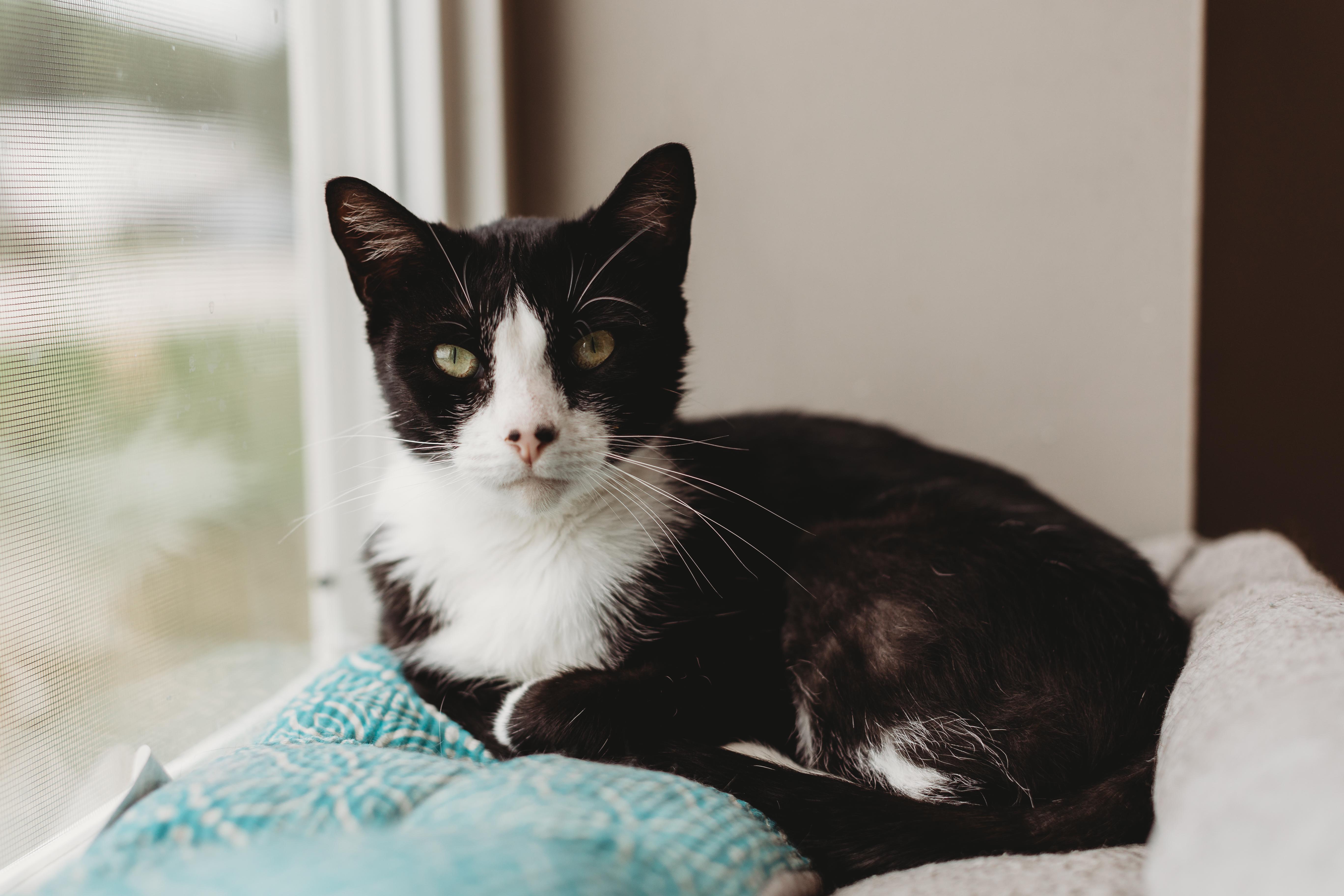 Kit, adoptable, Adult Female Tuxedo.
