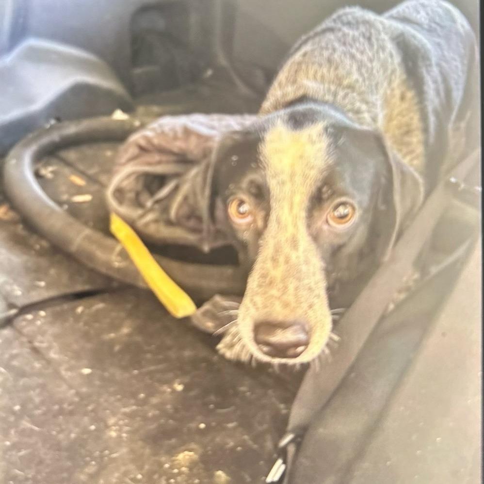 Enlarge Jean, a Adoptable Coonhound in Lufkin, TX image 1/1