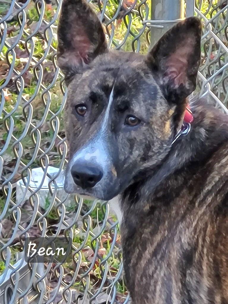 Bean, Adoptable, Young Female Terrier.