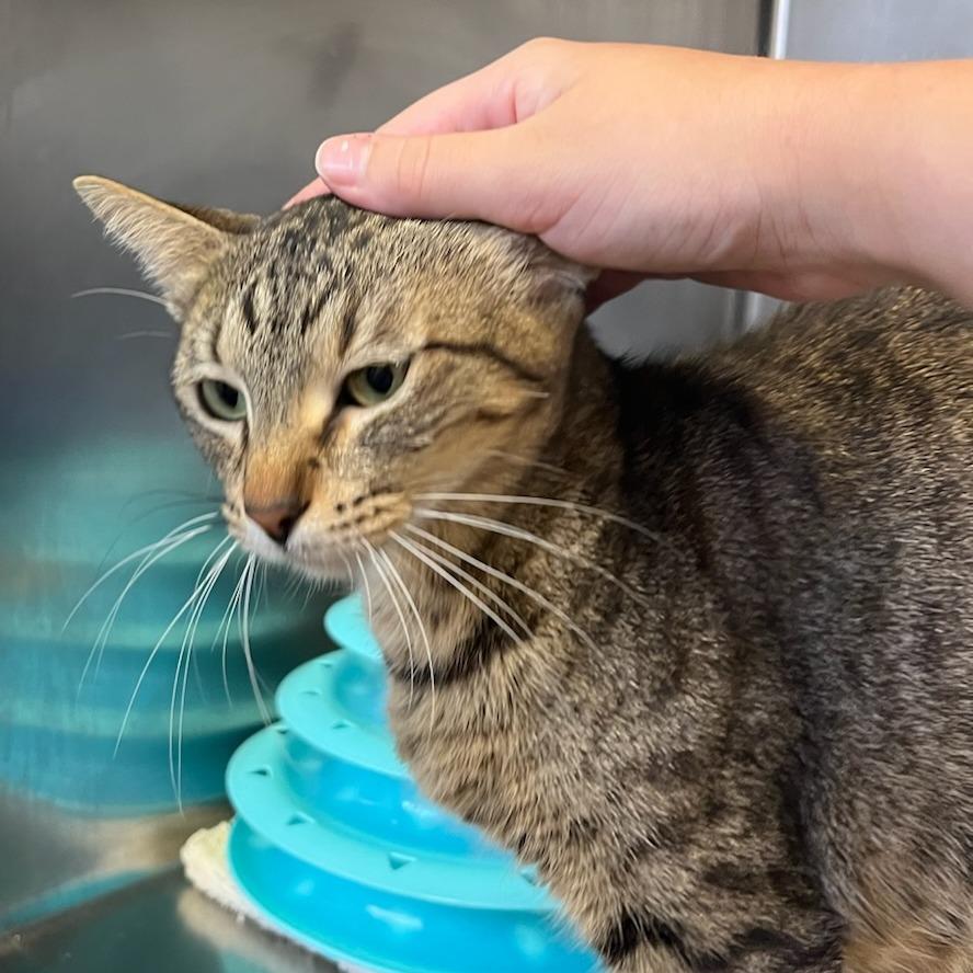 Georgia O'Keeffe, Adoptable, Adult Female Domestic Short Hair.