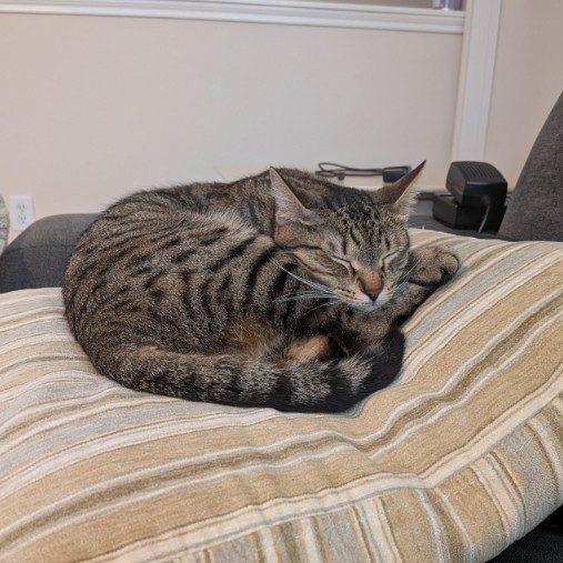 Enlarge Georgia O'Keeffe, a Adoptable Domestic Short Hair in Houston, TX image 3/6