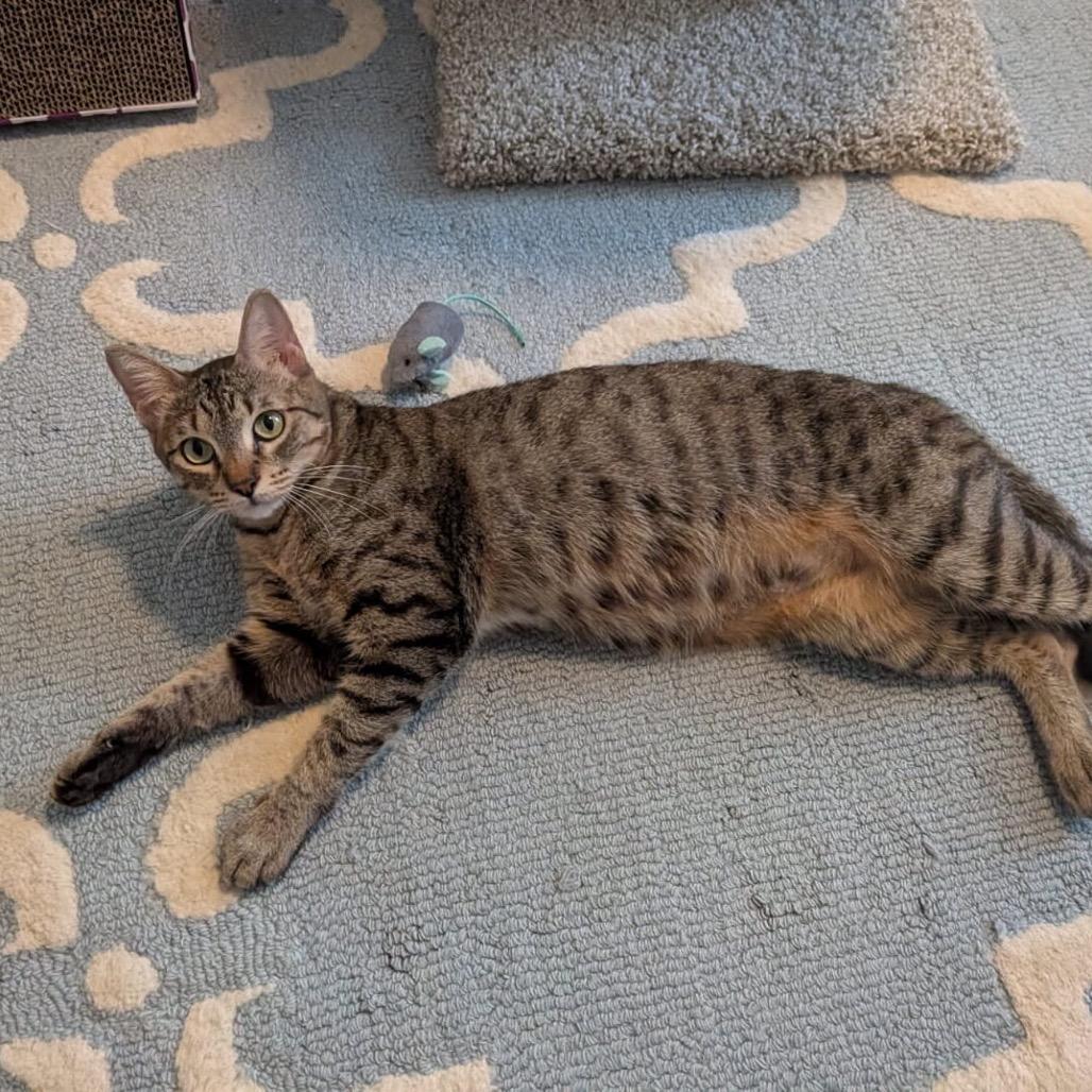 Enlarge Georgia O'Keeffe, a Adoptable Domestic Short Hair in Houston, TX image 5/6