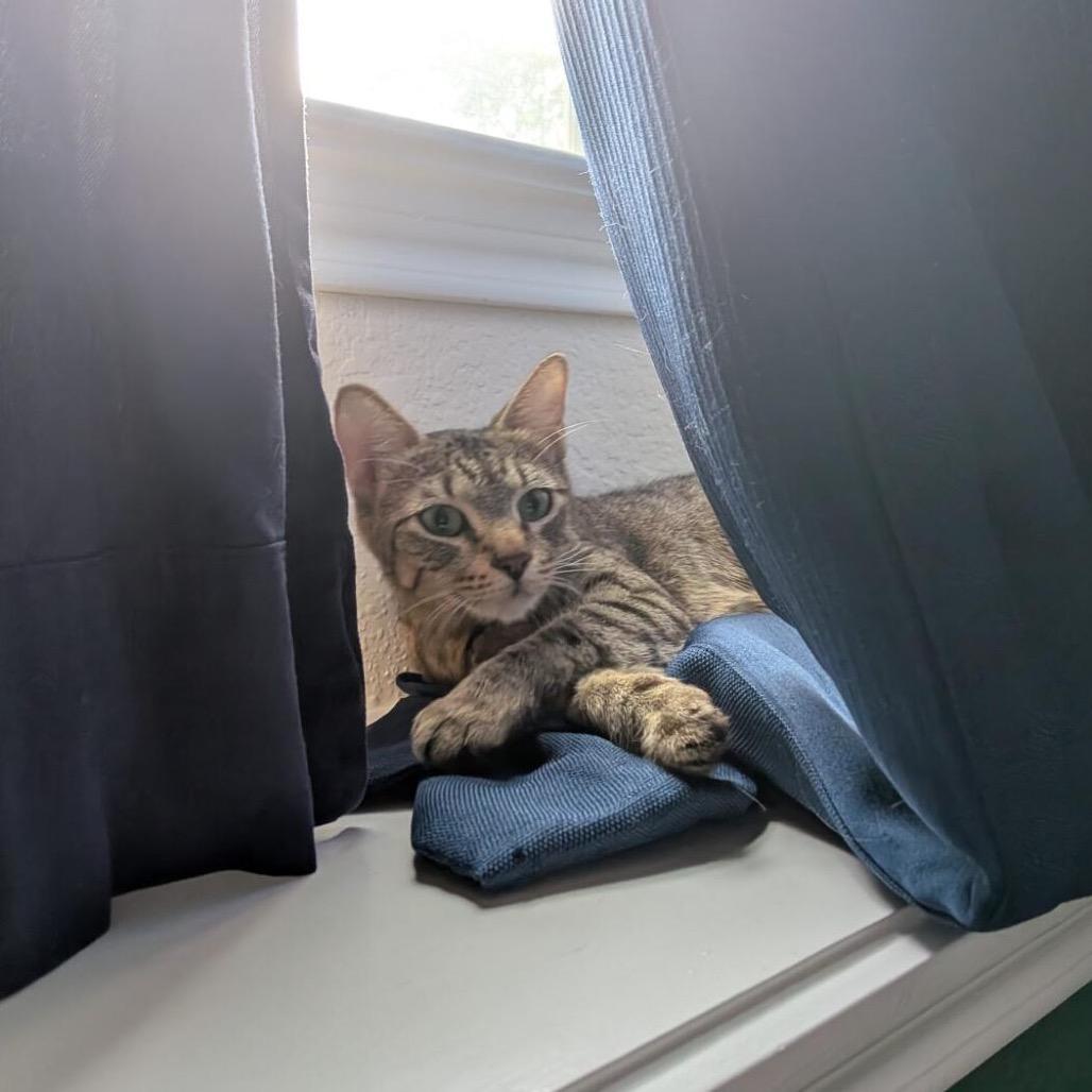 Enlarge Georgia O'Keeffe, a Adoptable Domestic Short Hair in Houston, TX image 6/6