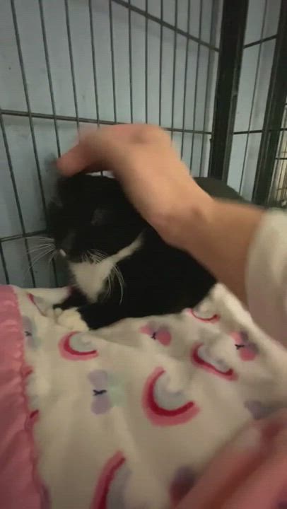 Zenni, an adoptable Tuxedo in New Richmond, WI_image-1