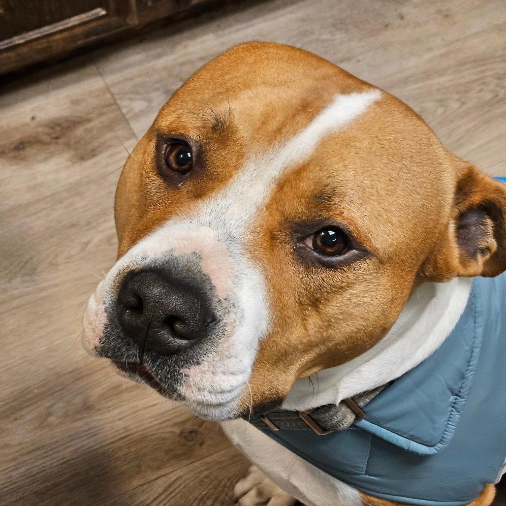 Rowdy, Adoptable, Adult Male Pit Bull Terrier.