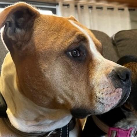 Enlarge Rowdy, a Adoptable mixed breed in Benton City, WA image 3/6