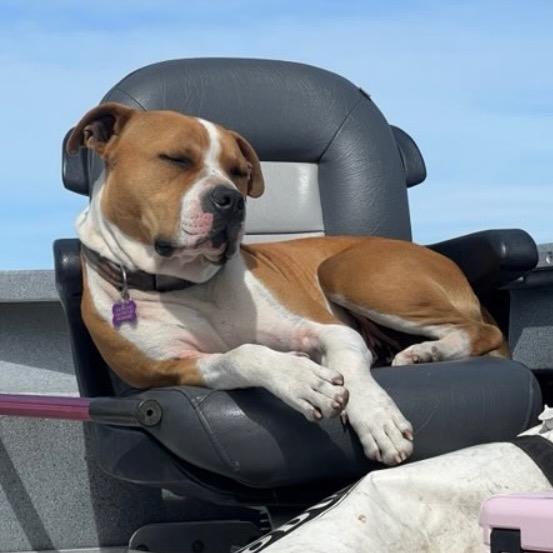 Enlarge Rowdy, a Adoptable mixed breed in Benton City, WA image 4/6