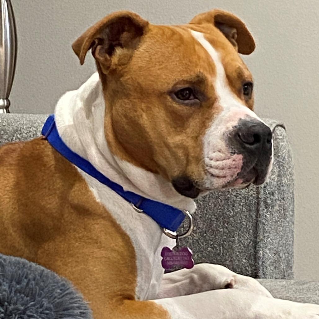 Enlarge Rowdy, a Adoptable mixed breed in Benton City, WA image 5/6