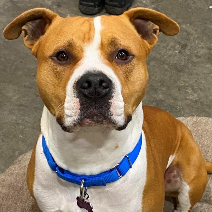 Enlarge Rowdy, a Adoptable mixed breed in Benton City, WA image 6/6