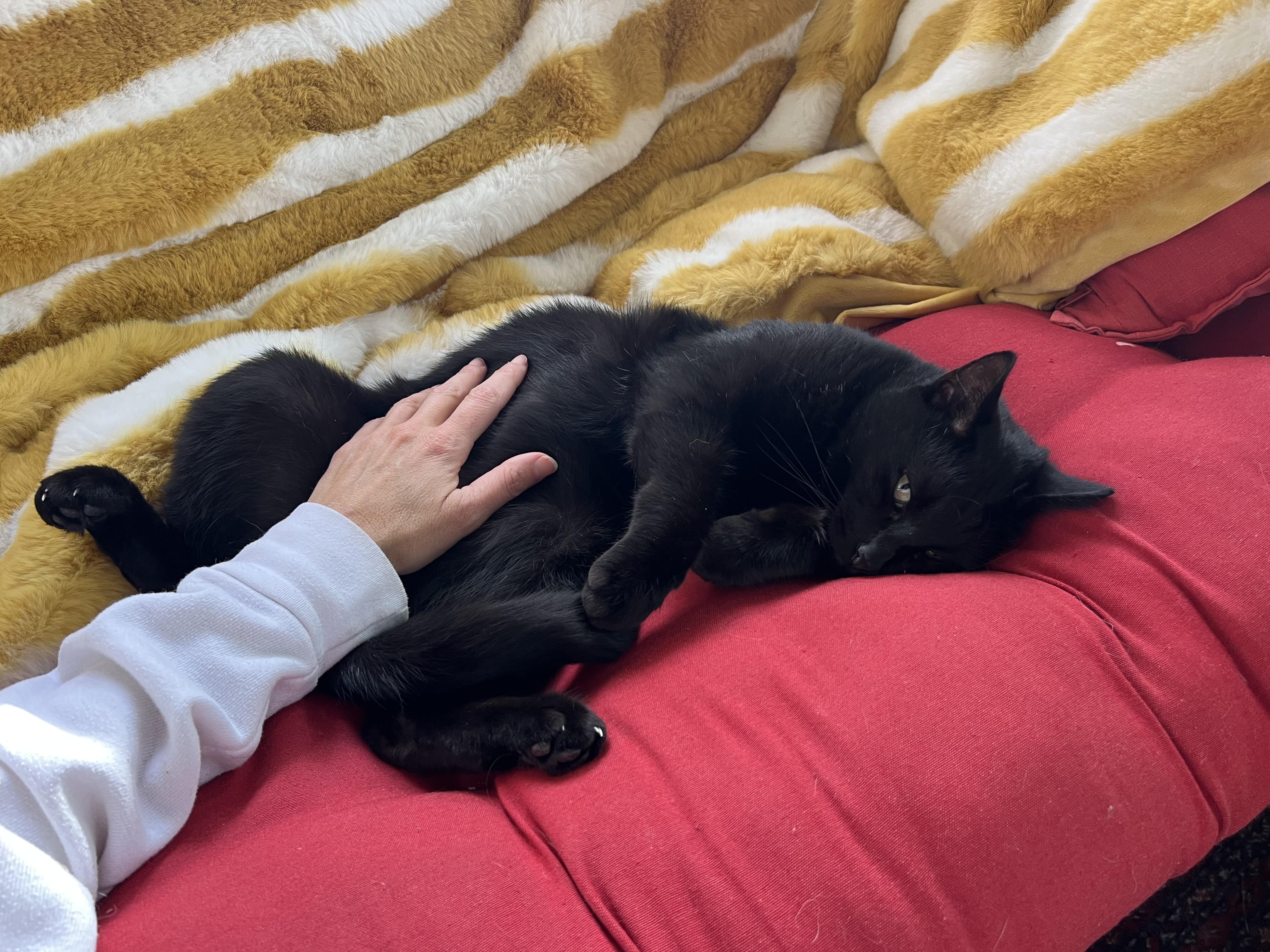 Enlarge Noah, a Adoptable Domestic Short Hair in Rochester, NY image 2/2