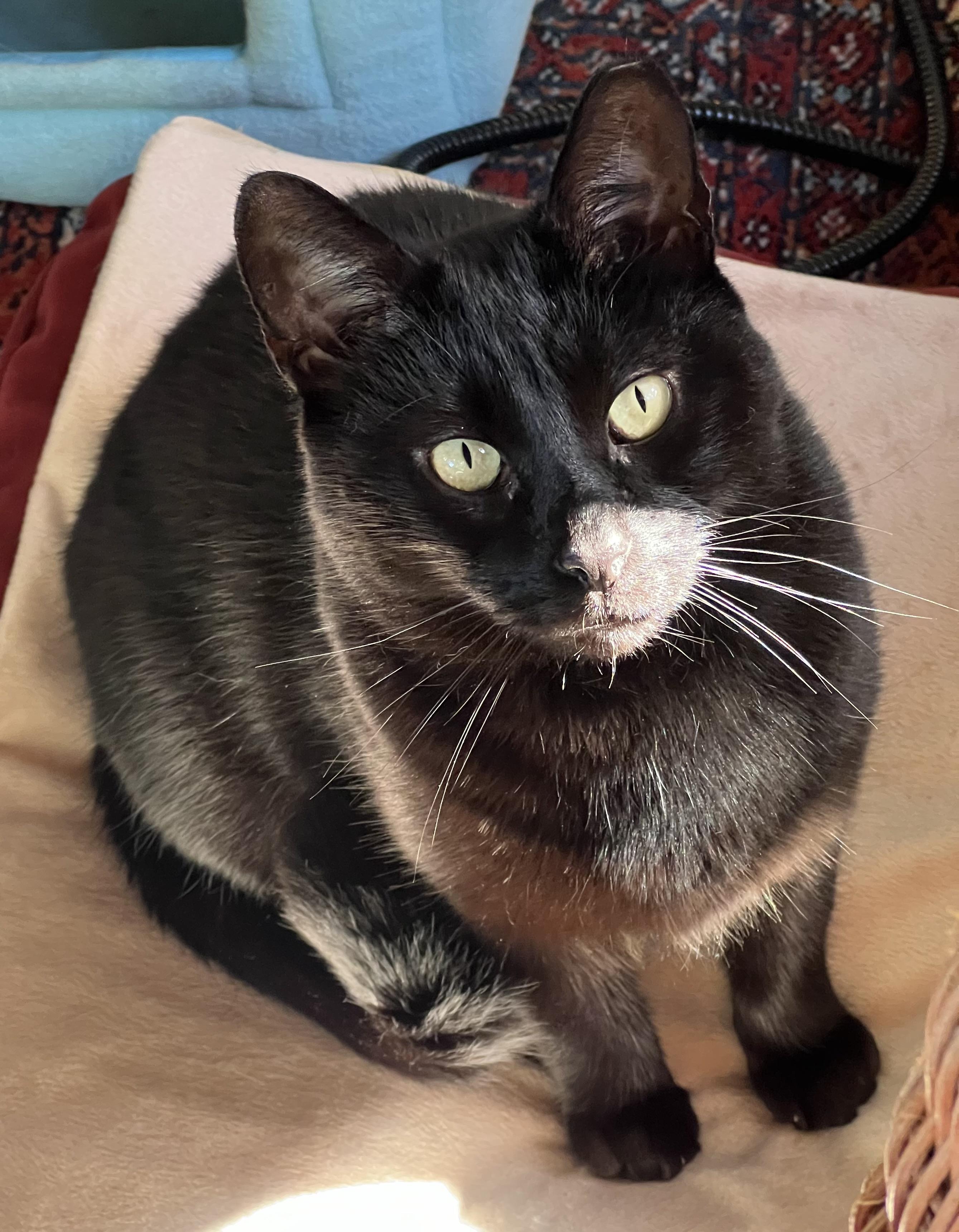 Noah, Adoptable, Adult Male Domestic Short Hair.