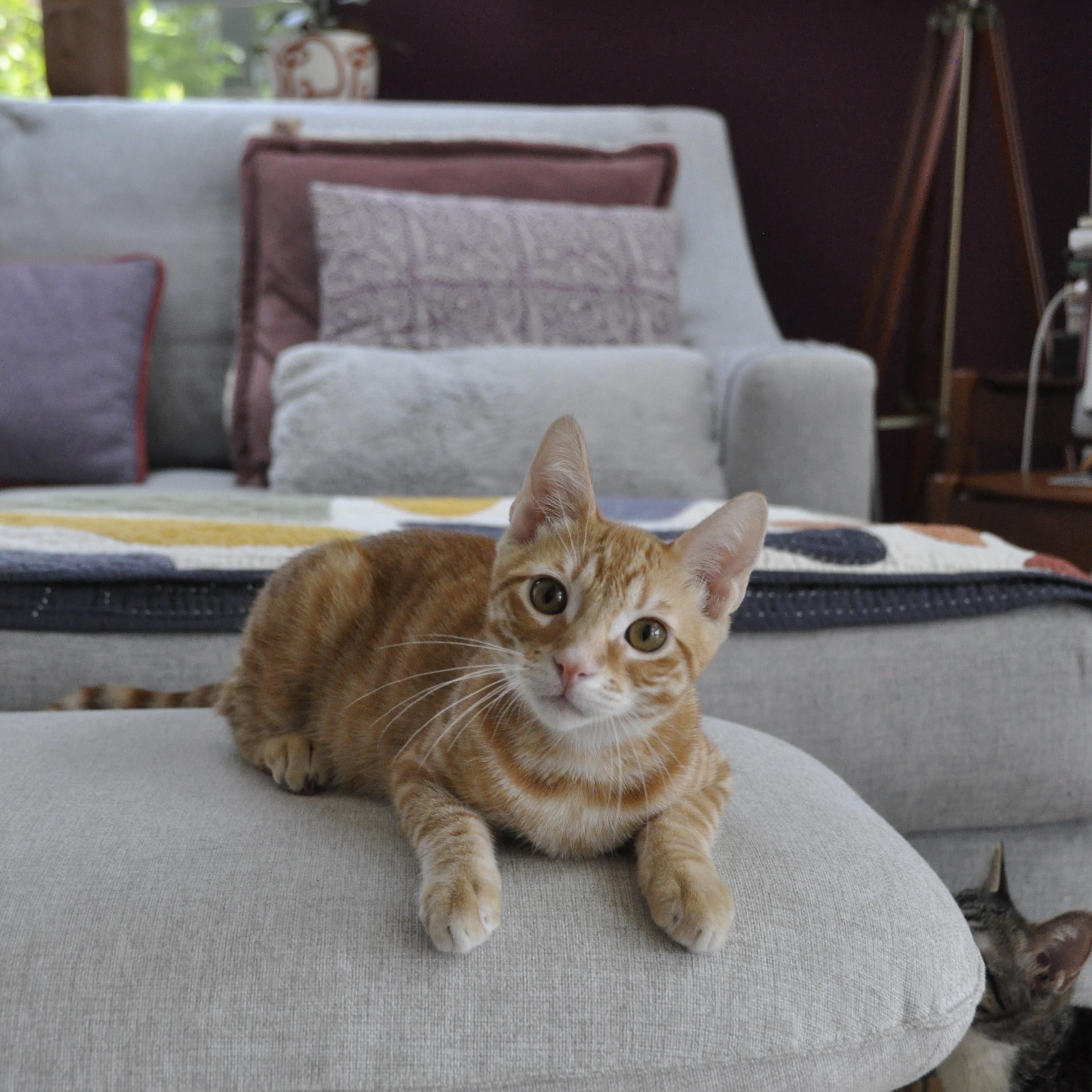 Parmesan thumbnail 2