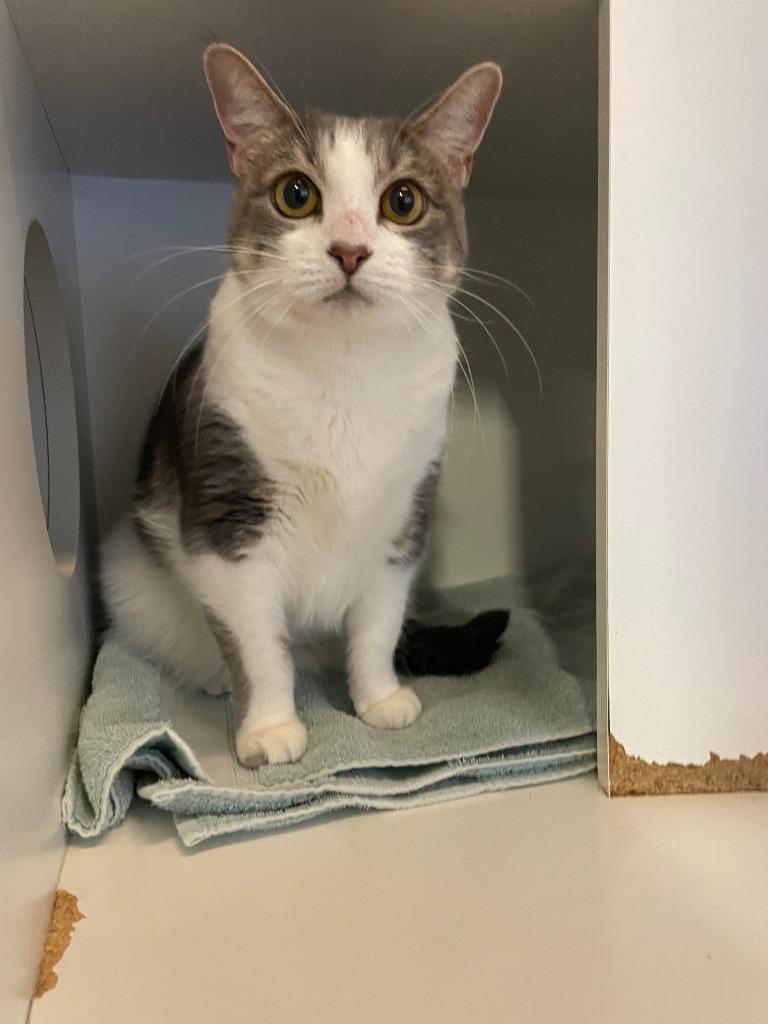 Mittens photo
