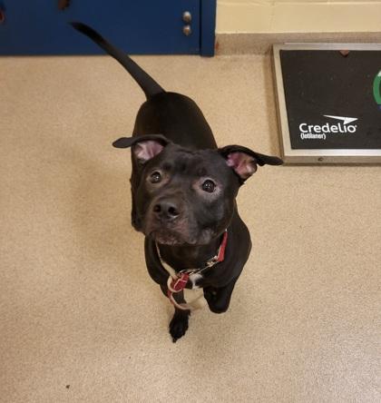 Kilo, Adoptable, Young Male Mixed Breed & Mixed Breed.