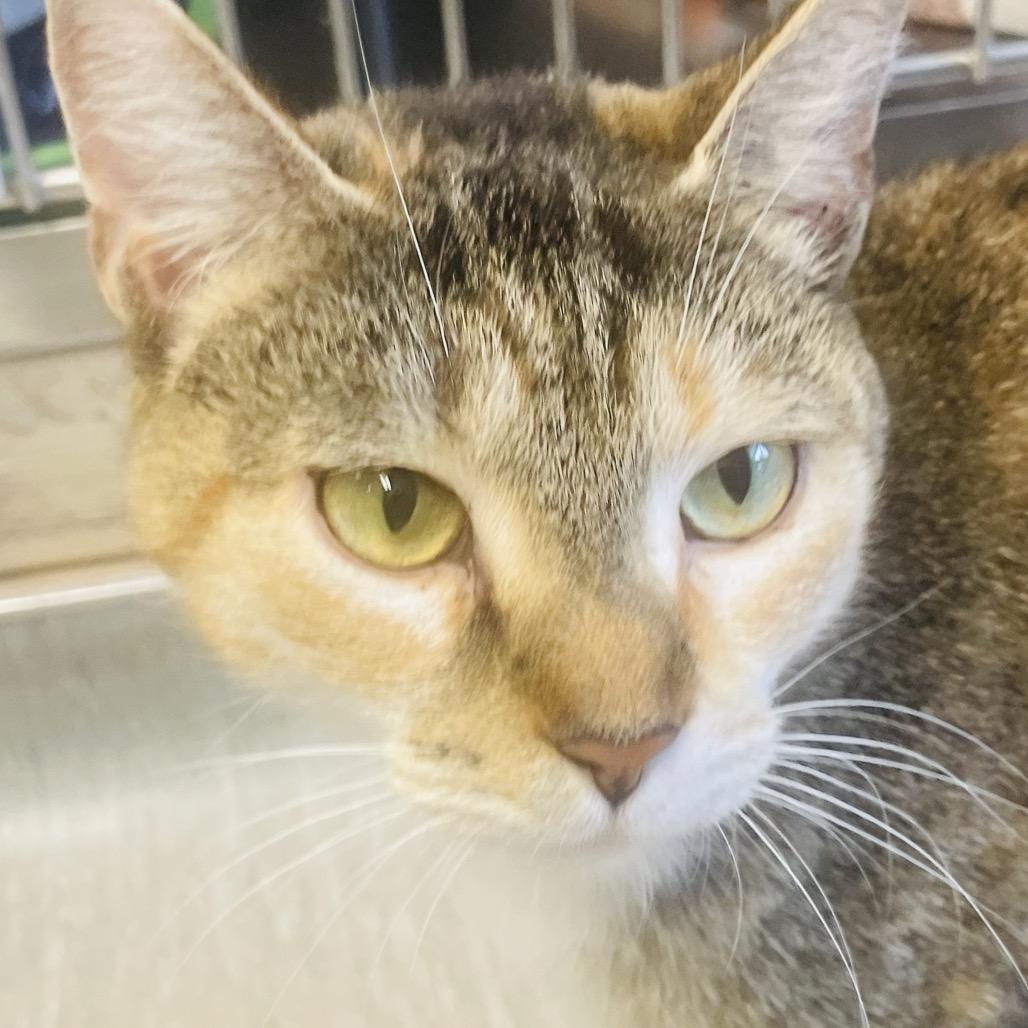 Enlarge Raya, a Adoptable Domestic Short Hair in Columbia Station, OH image 1/4