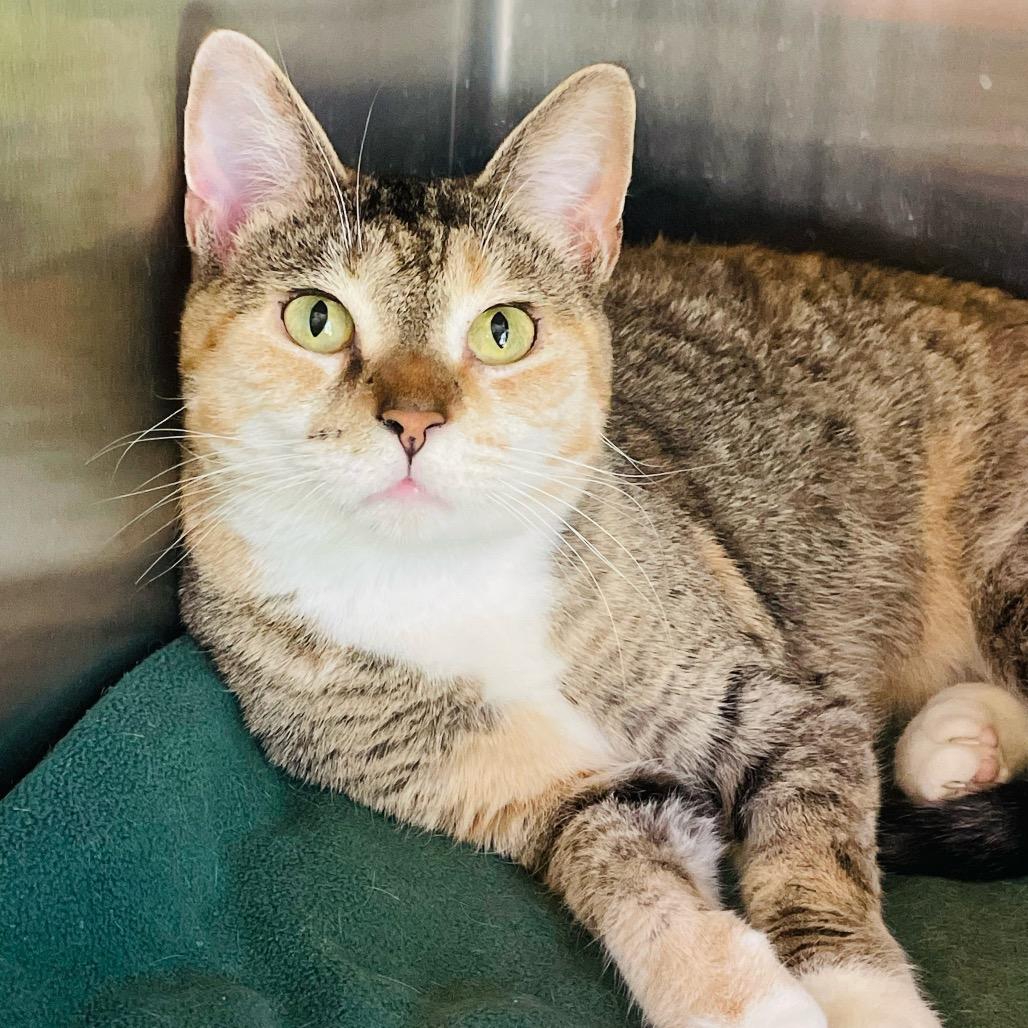 Enlarge Raya, a Adoptable Domestic Short Hair in Columbia Station, OH image 2/6