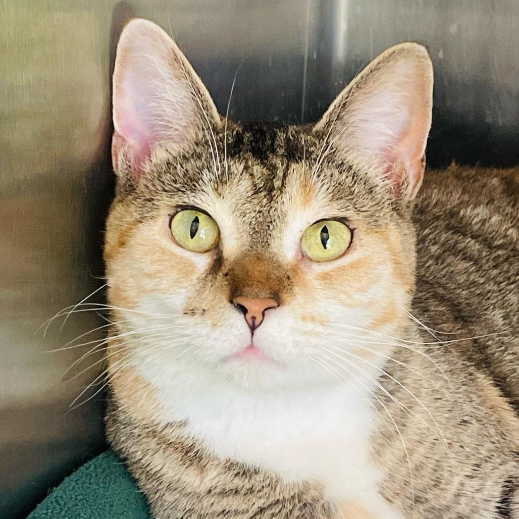 Enlarge Raya, a Adoptable Domestic Short Hair in Columbia Station, OH image 3/6