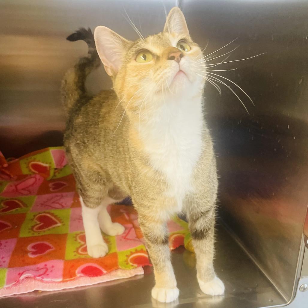 Enlarge Raya, a Adoptable Domestic Short Hair in Columbia Station, OH image 2/4