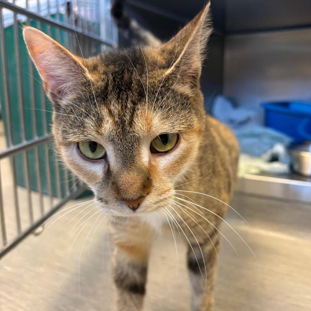 Enlarge Raya, a Adoptable Domestic Short Hair in Columbia Station, OH image 3/4