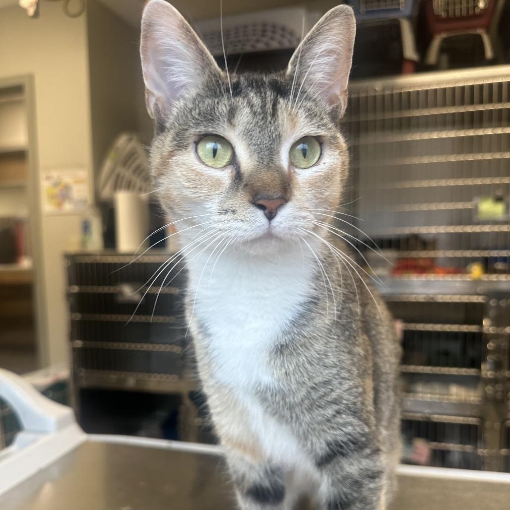 Enlarge Raya, a Adoptable Domestic Short Hair in Columbia Station, OH image 4/4