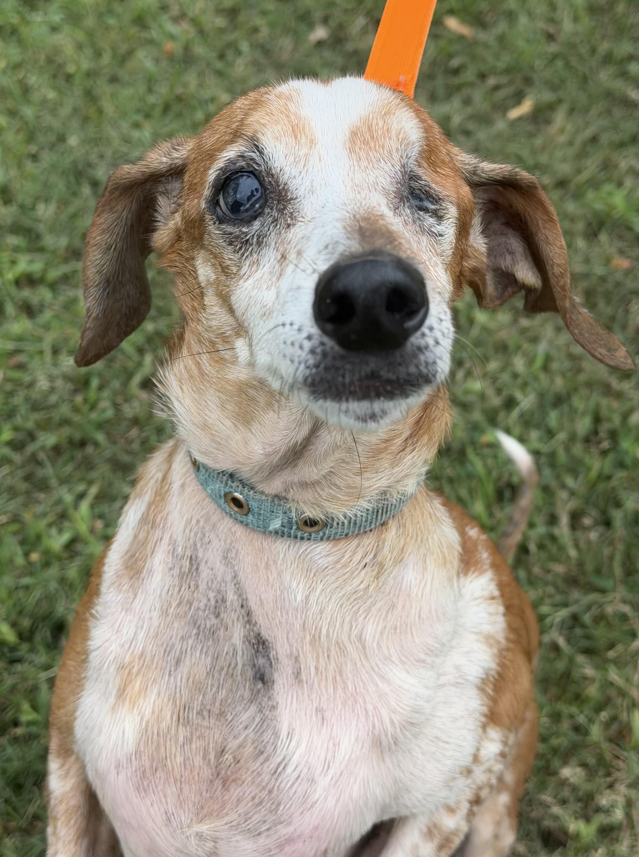 Enlarge willie, a Adoptable Dachshund in Gloucester, VA image 3/3