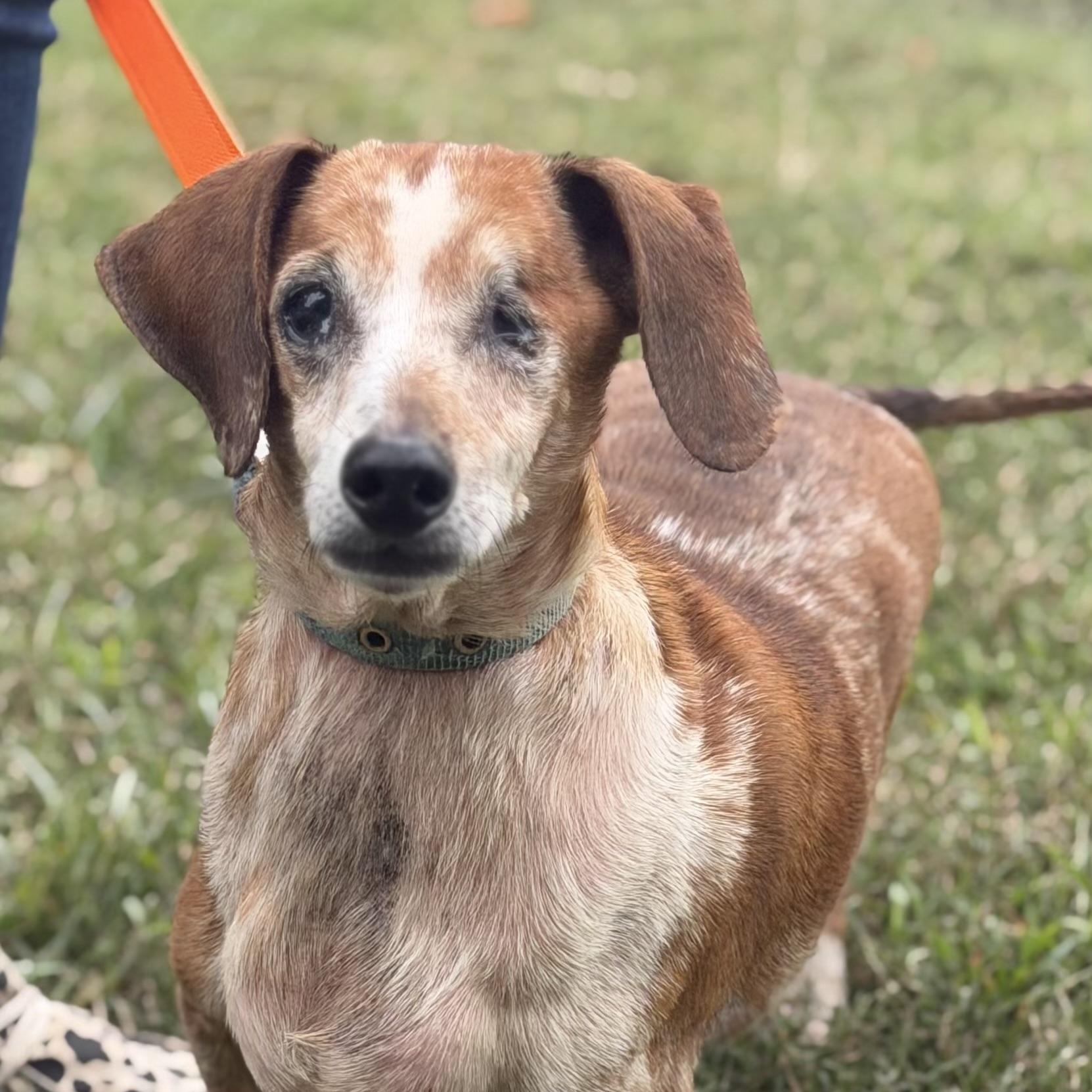 willie, Adoptable, Senior Male Dachshund.