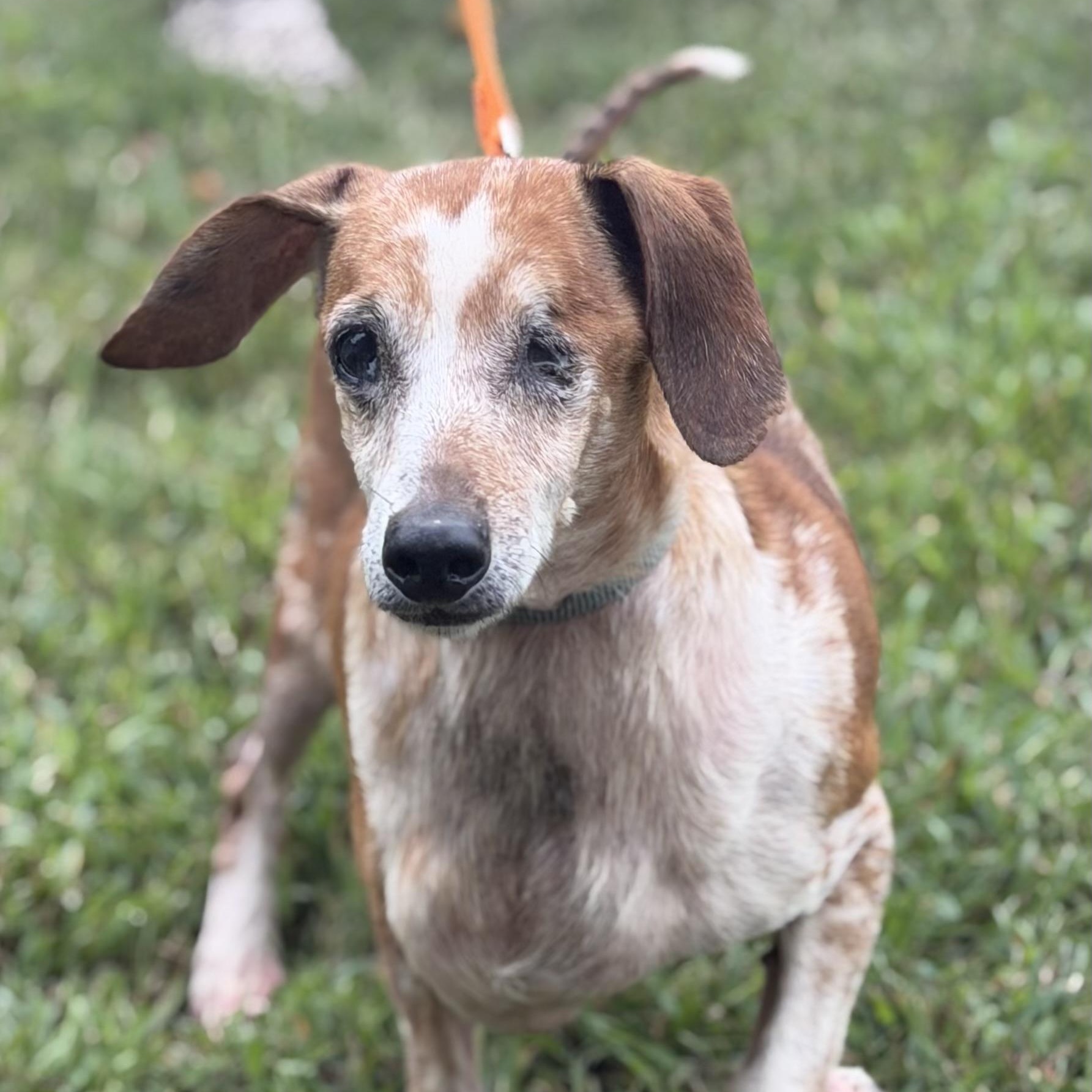 Enlarge willie, a Adoptable Dachshund in Gloucester, VA image 2/3