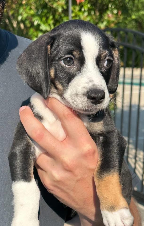 Scout, Young Male unknown