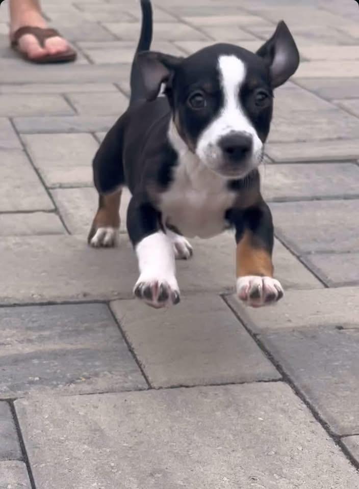 Scout photo 2