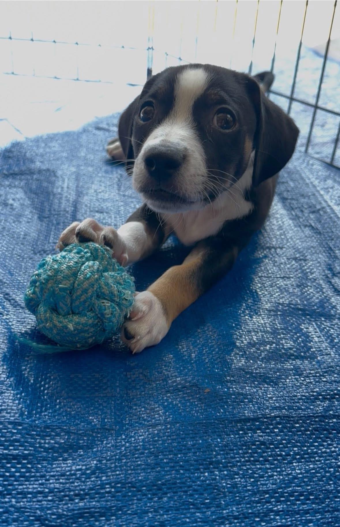 Scout photo 3