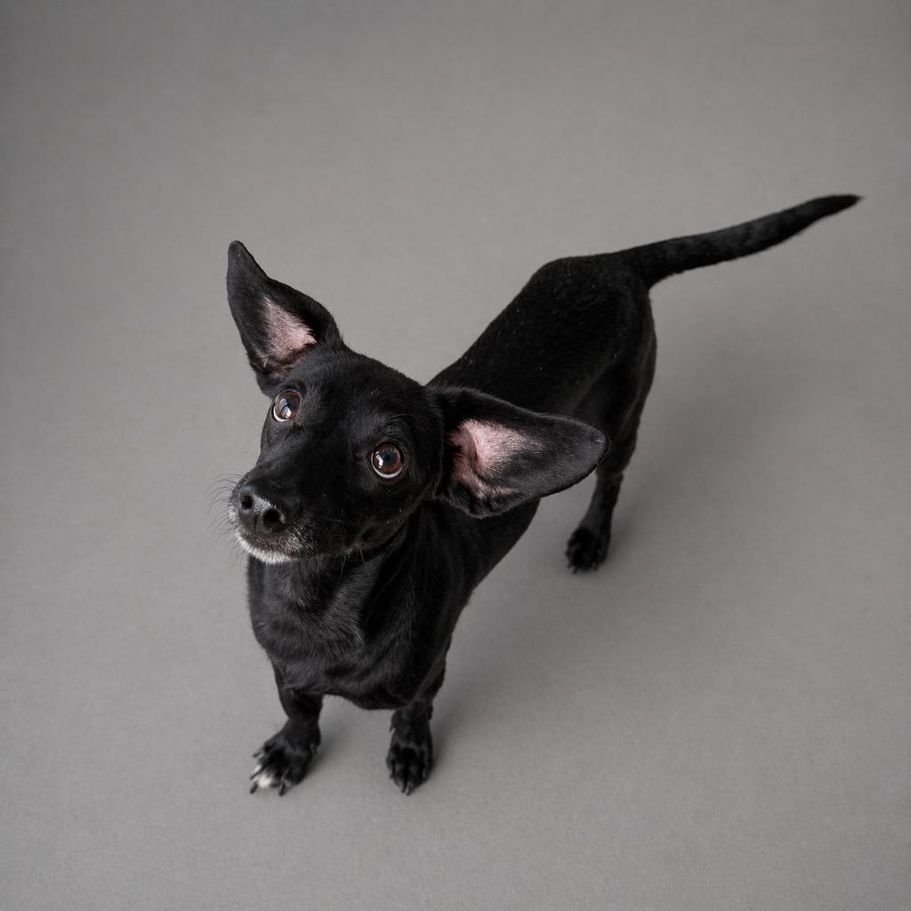 Timber Wolf, Adopted, Adult Male Dachshund.