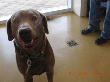 Duke, Adoptable, Adult Male Labrador Retriever.