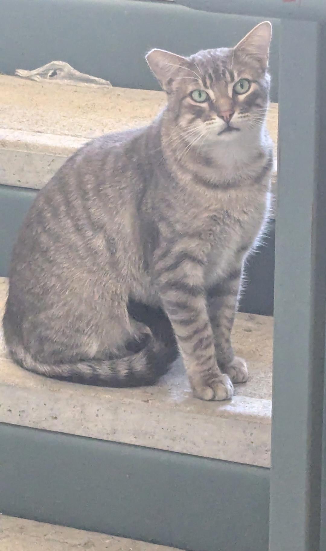 Putty——URGENT, ADOPTABLE, Young Male Tabby.
