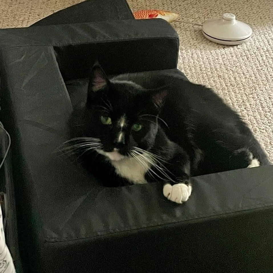 Ozzy 3