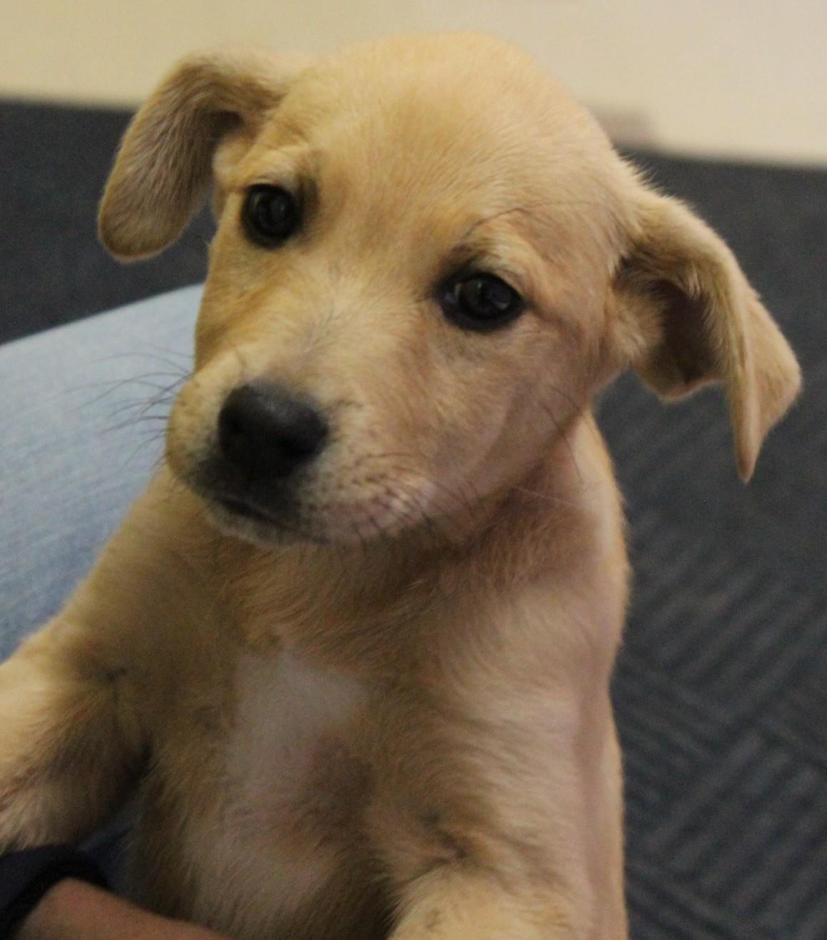 Enlarge LILLIAN, an adopted mixed breed in Claremore, OK image 3/3