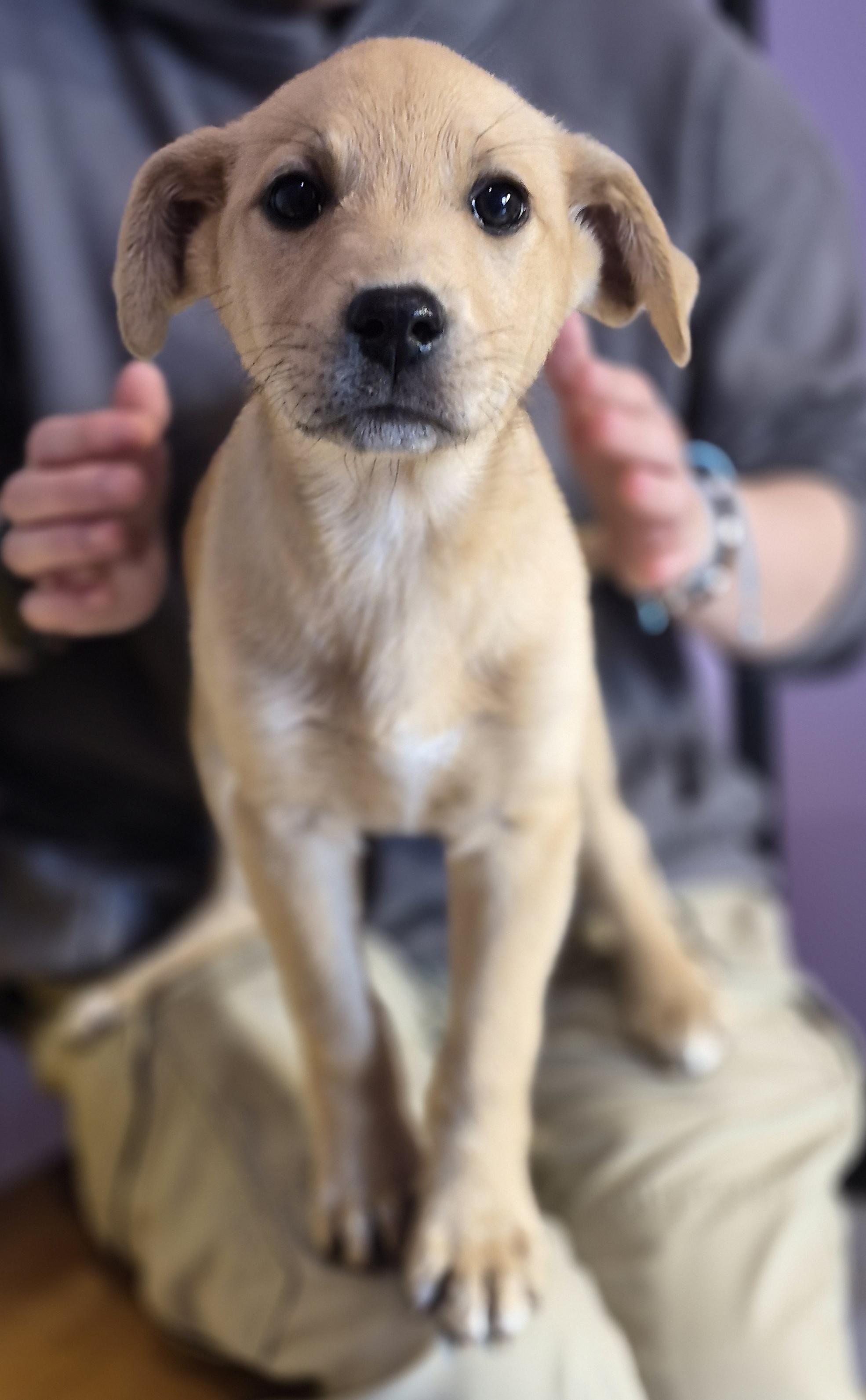 Enlarge LILLIAN, an adopted mixed breed in Claremore, OK image 2/3