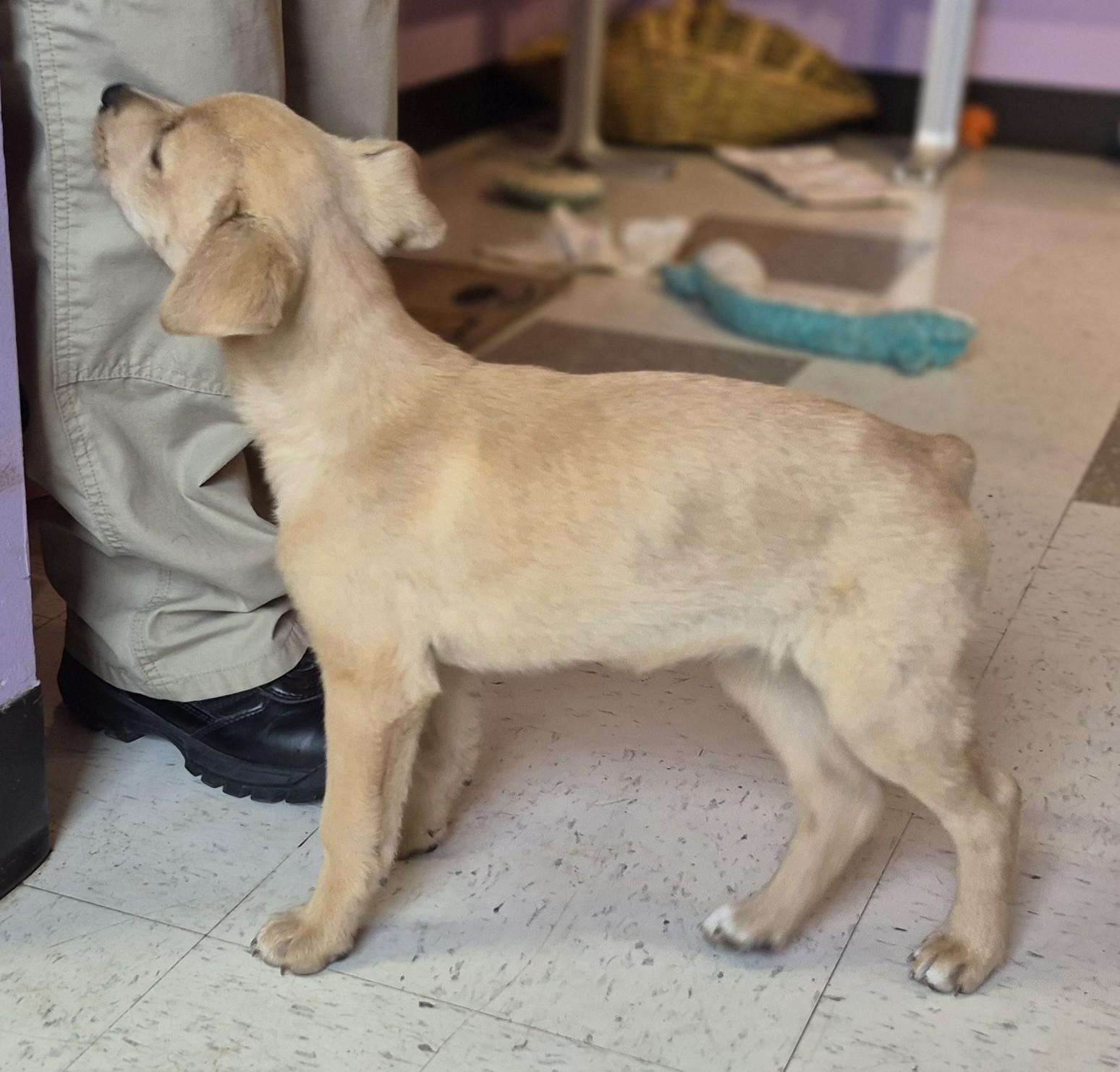 LILLIAN, adopted, Puppy Female Yellow Labrador Retriever.